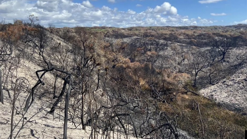 Австралийский остров Фрейзер из списка ЮНЕСКО закрыт из-за пожаров