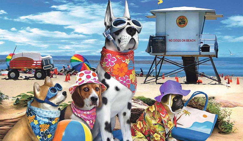 Туристы против жесткого запрета брать на пляж домашних животных  