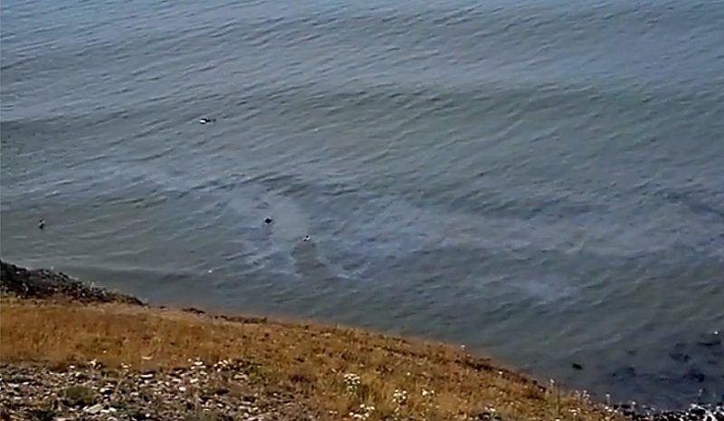 Туристы заметили следы нефти в море возле Анапы