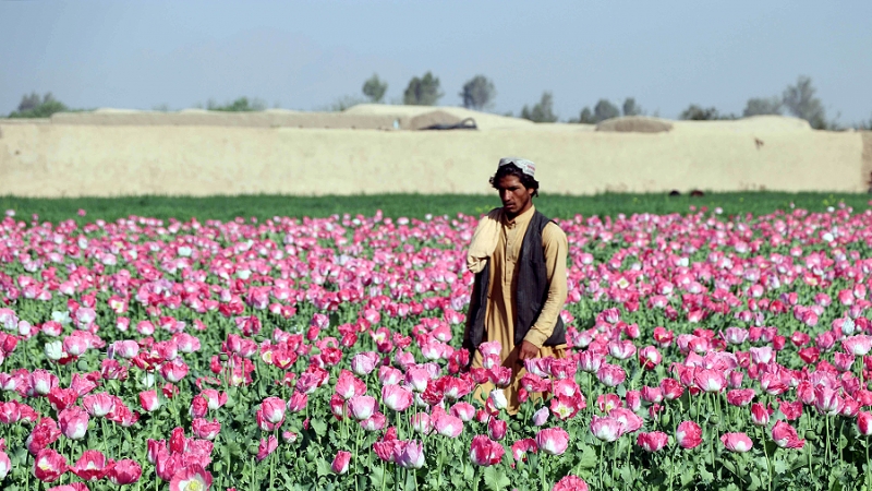 Талибы запретили выращивать мак в Афганистане