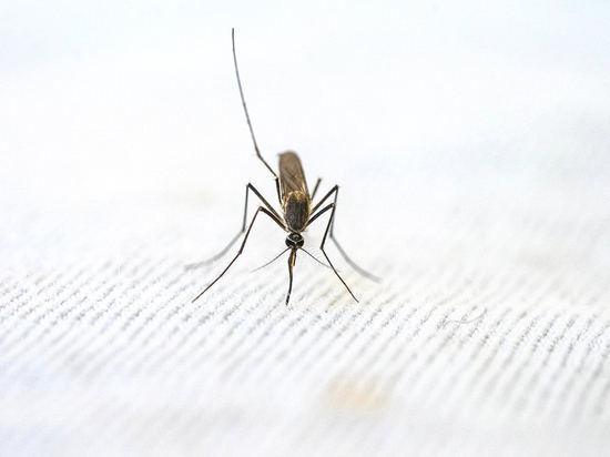 Эксперты оценили эффективность народных средств от зуда комариных укусов