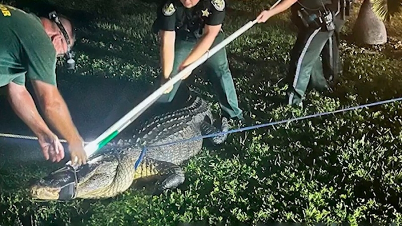 Во Флориде полицейские поймали трехметрового аллигатора
