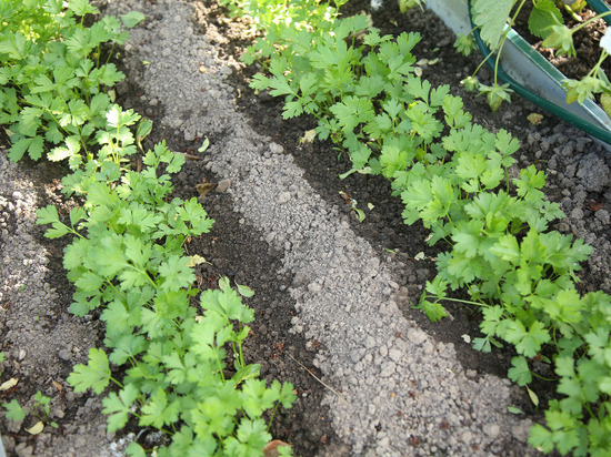 Блогер-садовод рассказала, как подготовить почву к новым посадкам: посадите сидераты