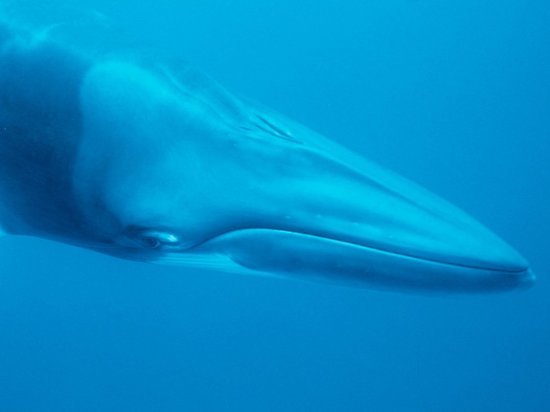 В Японии назрел грандиозный экоскандал из-за продажи китового мяса