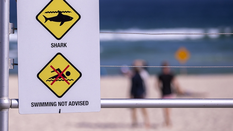 The Guardian сообщила об убийстве акулой австралийского туриста