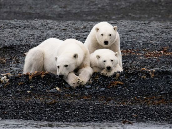 Умка-индикатор: нефтяники 10 лет опекают белых медведей