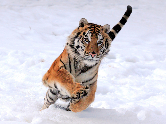 В Хабаровском крае тигры «берут в плен» местное население