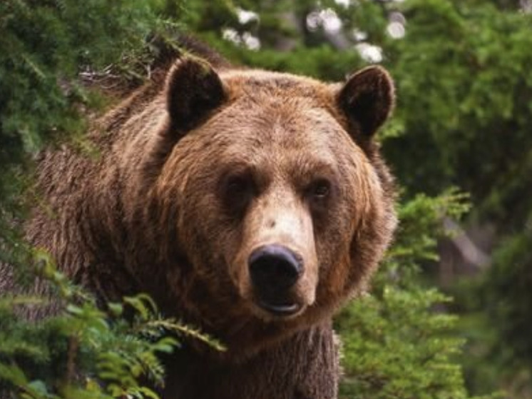 Итальянский суд решил судьбу убившей бегуна медведицы